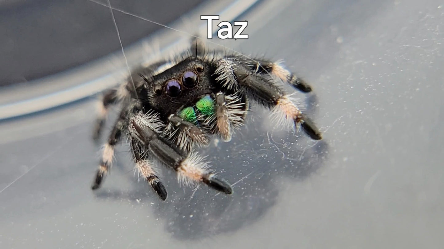 Taz - Male Regal (Shipping Invoiced Separately)