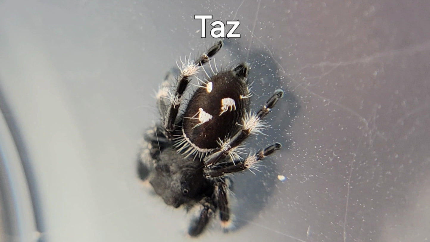 Taz - Male Regal (Shipping Invoiced Separately)