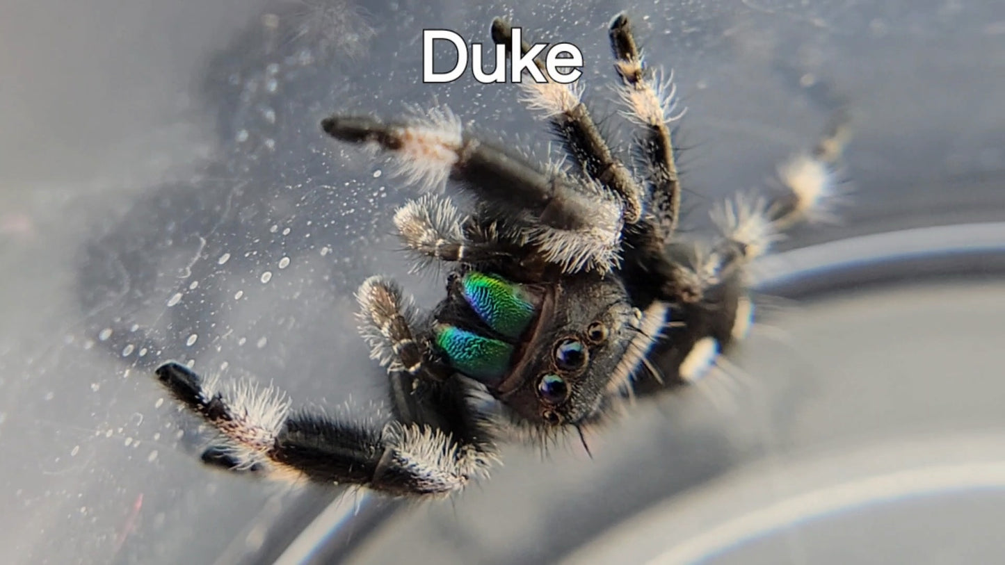 Duke - Male Regal (Shipping Invoiced Separately)