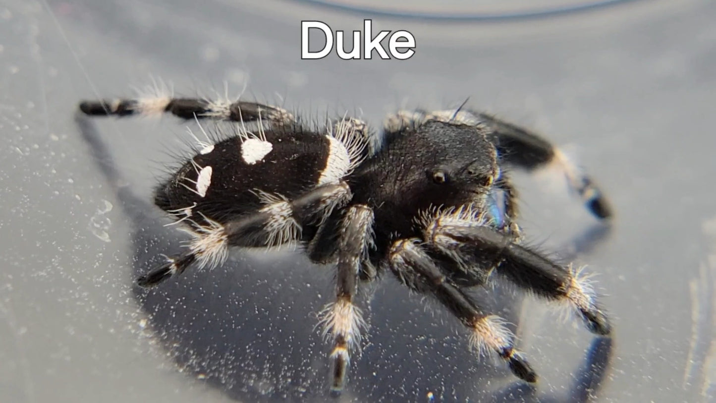 Duke - Male Regal (Shipping Invoiced Separately)