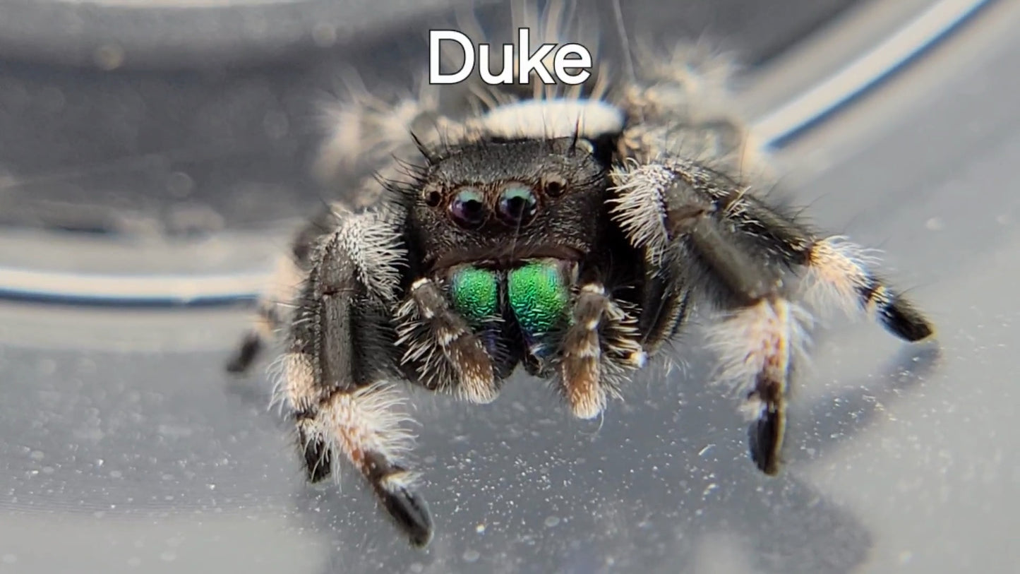 Duke - Male Regal (Shipping Invoiced Separately)