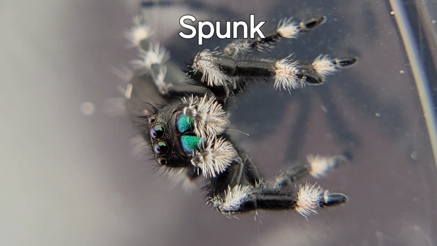 Spunk - Male Regal (Shipping Invoiced Separately)