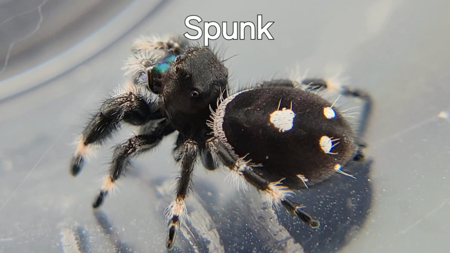 Spunk - Male Regal (Shipping Invoiced Separately)