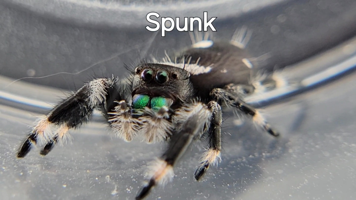 Spunk - Male Regal (Shipping Invoiced Separately)