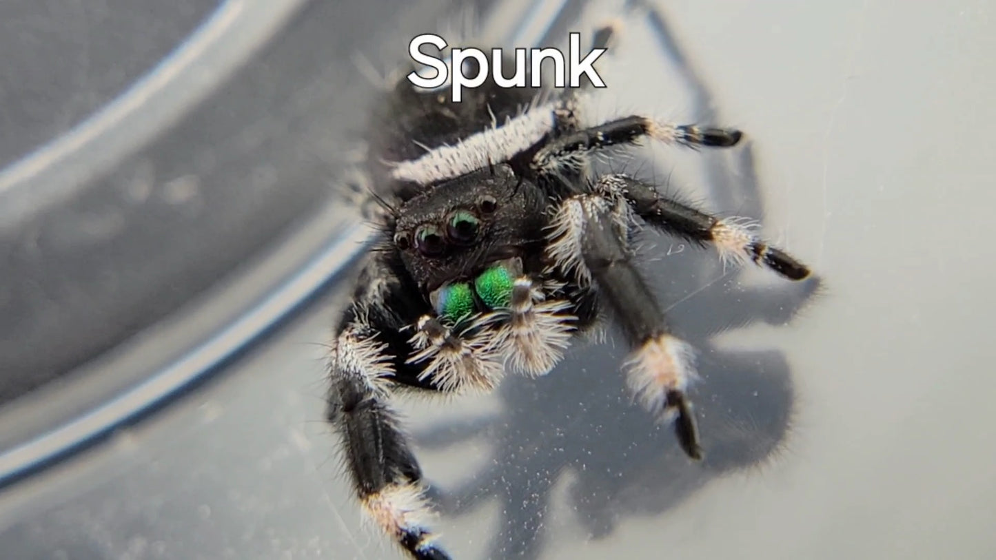 Spunk - Male Regal (Shipping Invoiced Separately)