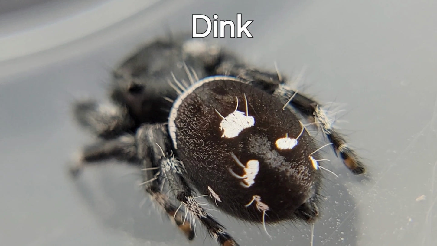 Dink - Male Regal (Shipping Invoiced Separately)