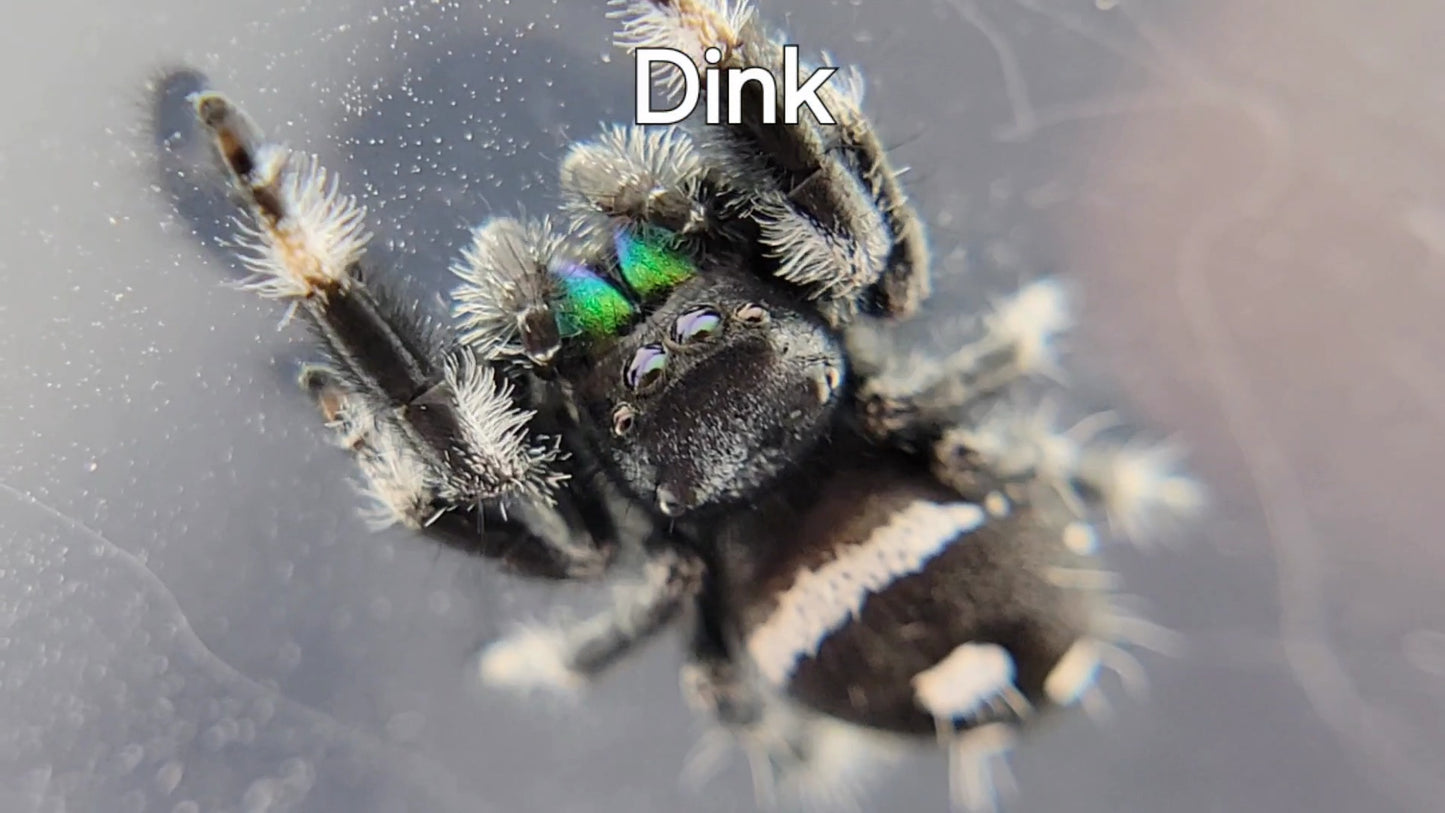 Dink - Male Regal (Shipping Invoiced Separately)