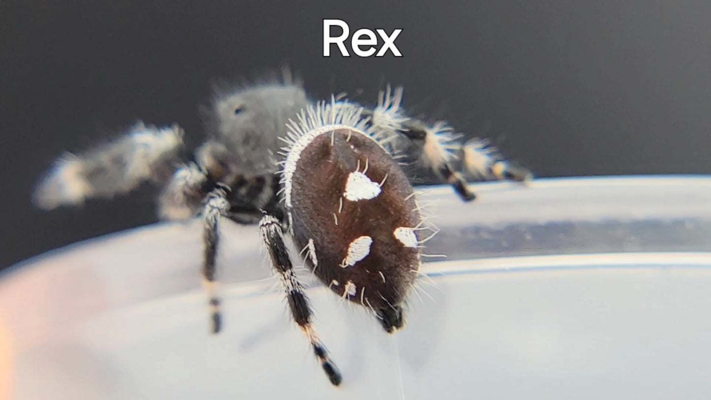 Rex - Male Regal (Shipping Invoiced Separately)