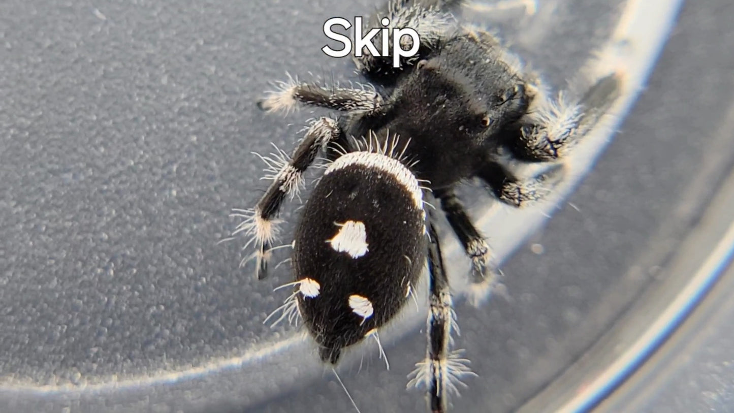 Skip - Male Regal (Shipping Invoiced Separately)