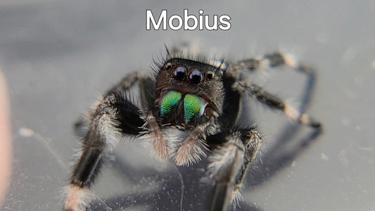 Mobius - Male Regal (Shipping Invoiced Separately)