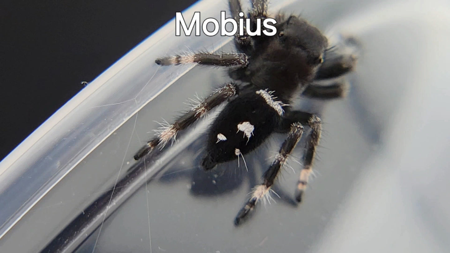 Mobius - Male Regal (Shipping Invoiced Separately)