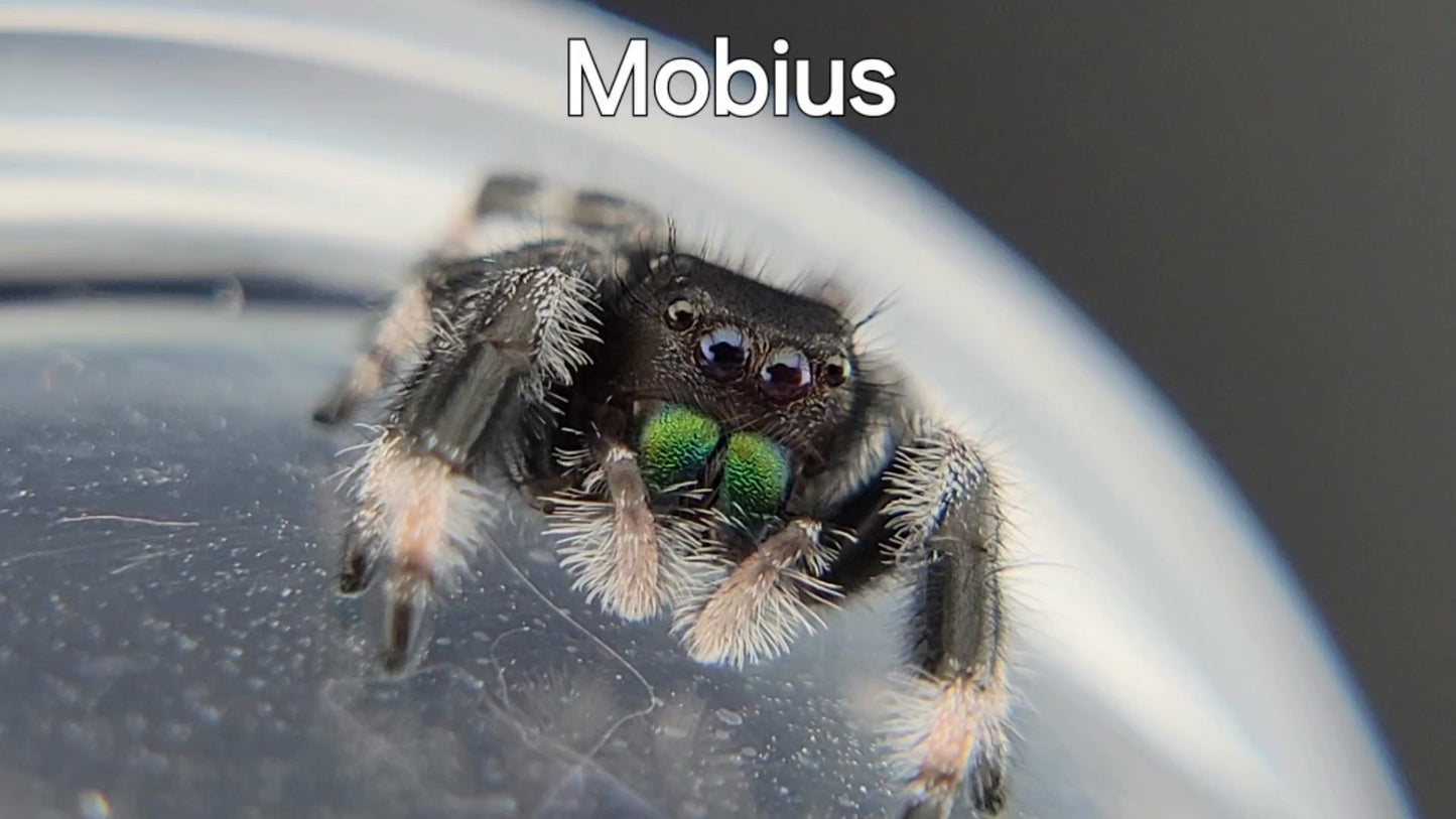 Mobius - Male Regal (Shipping Invoiced Separately)