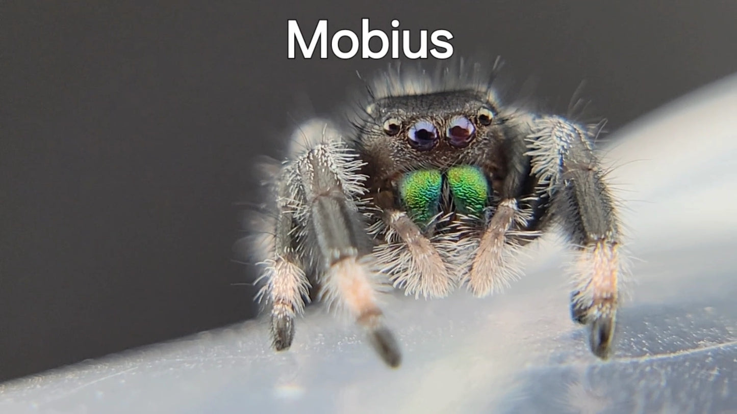 Mobius - Male Regal (Shipping Invoiced Separately)