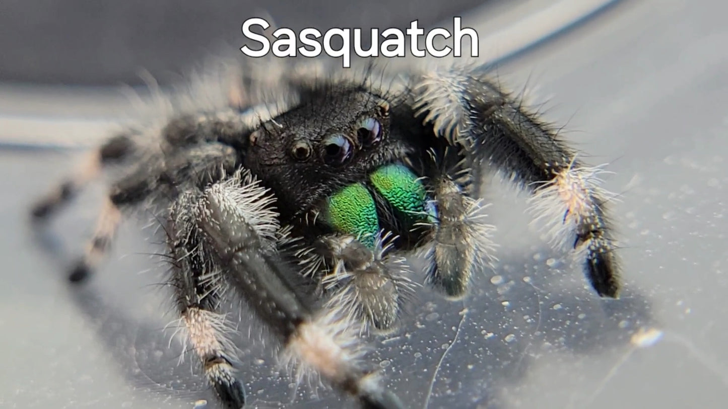 Sasquatch - Male Regal (Shipping Invoiced Separately)