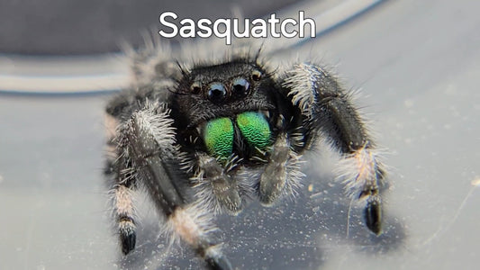 Sasquatch - Male Regal (Shipping Invoiced Separately)