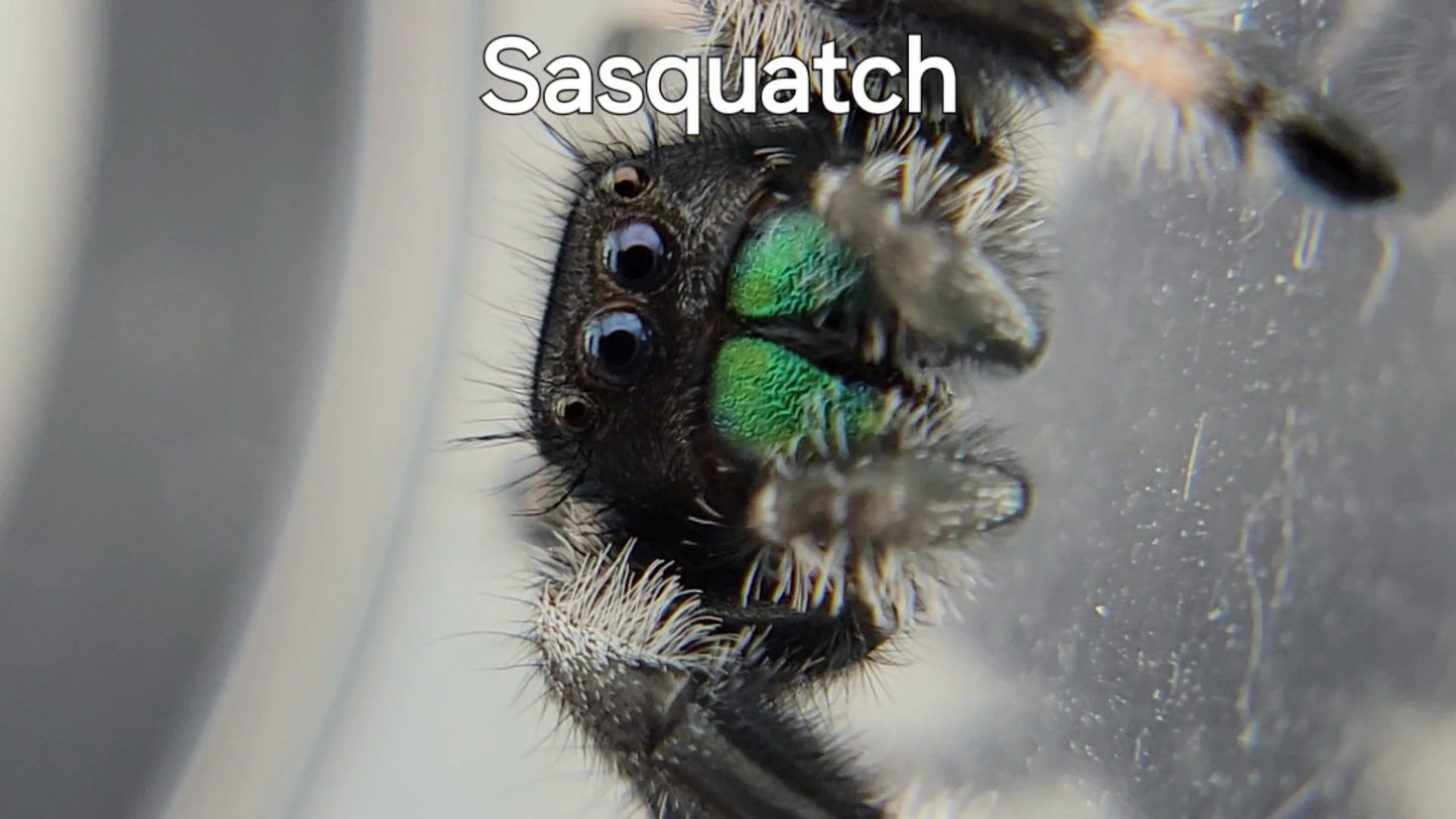 Sasquatch - Male Regal (Shipping Invoiced Separately)