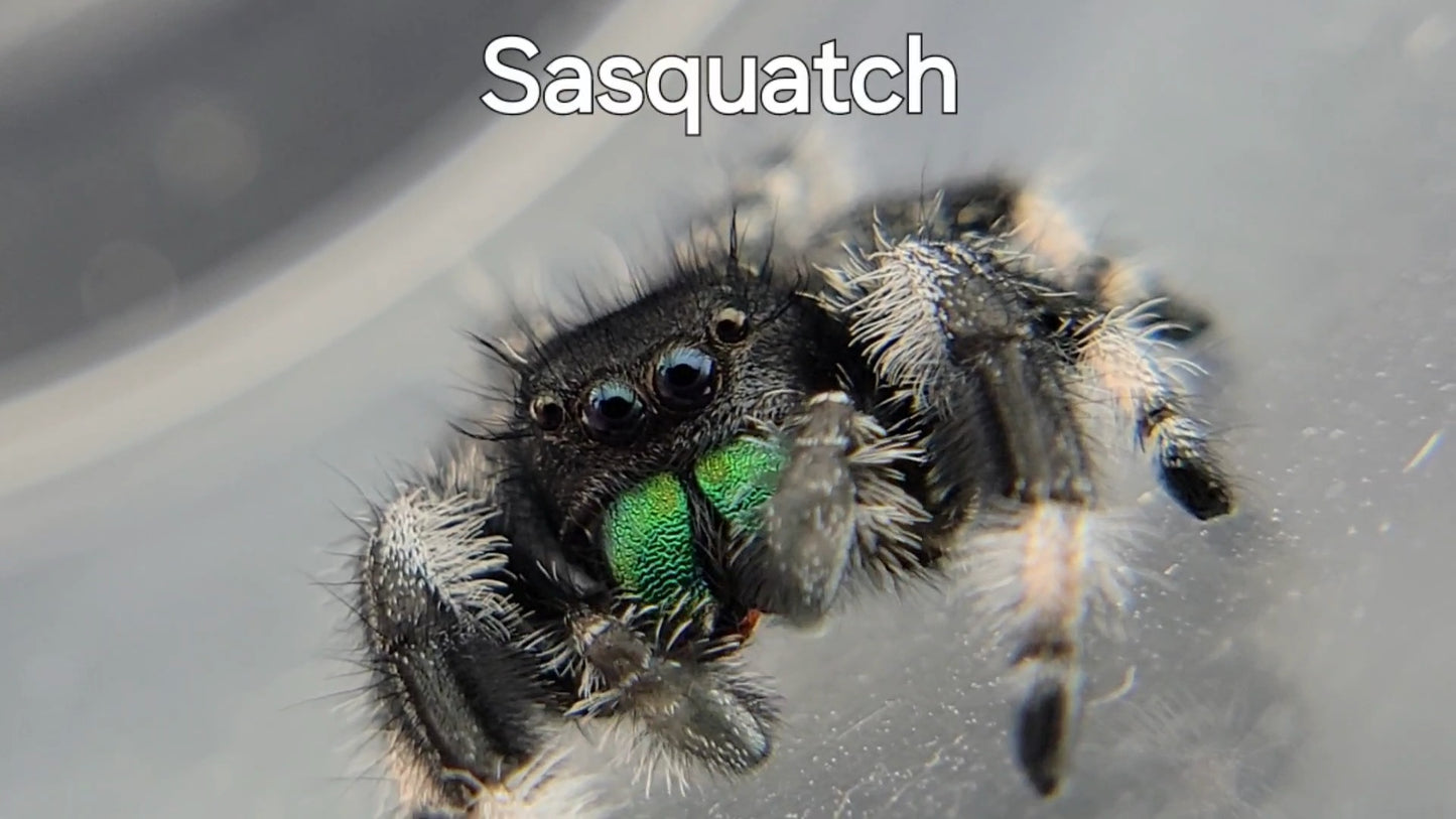 Sasquatch - Male Regal (Shipping Invoiced Separately)