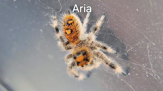 Aria - Female Regal (Shipping Invoiced Separately)