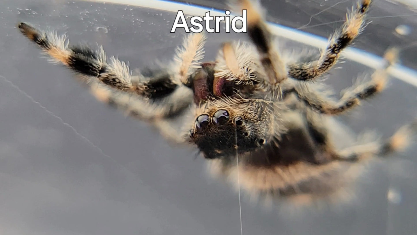 Astrid - Female Regal (Shipping Invoiced Separately)