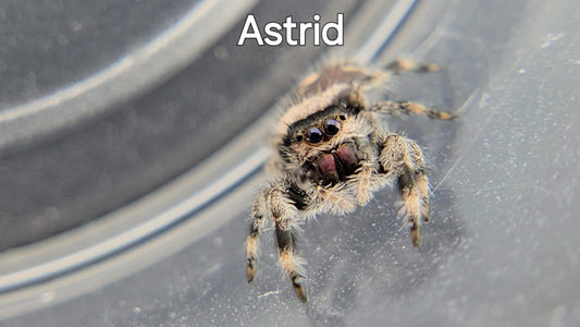 Astrid - Female Regal (Shipping Invoiced Separately)