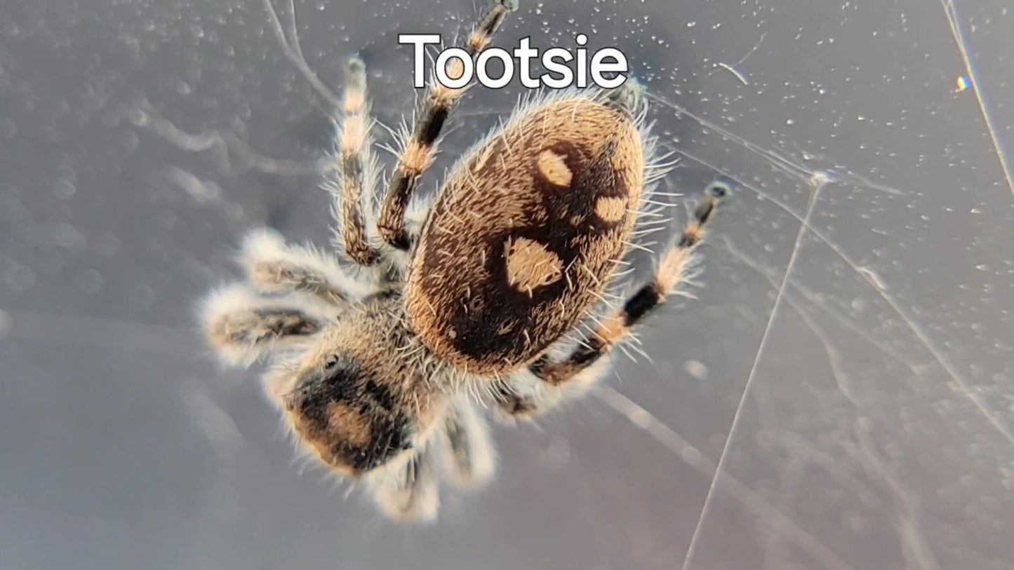 Tootsie - Female Regal (Shipping Invoiced Separately)