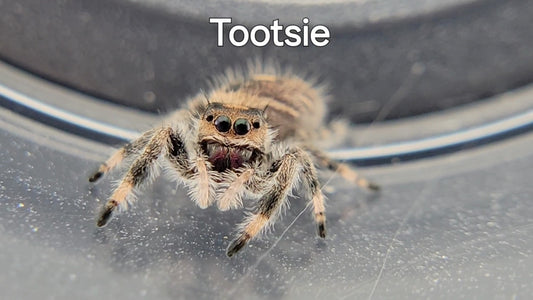 Tootsie - Female Regal (Shipping Invoiced Separately)