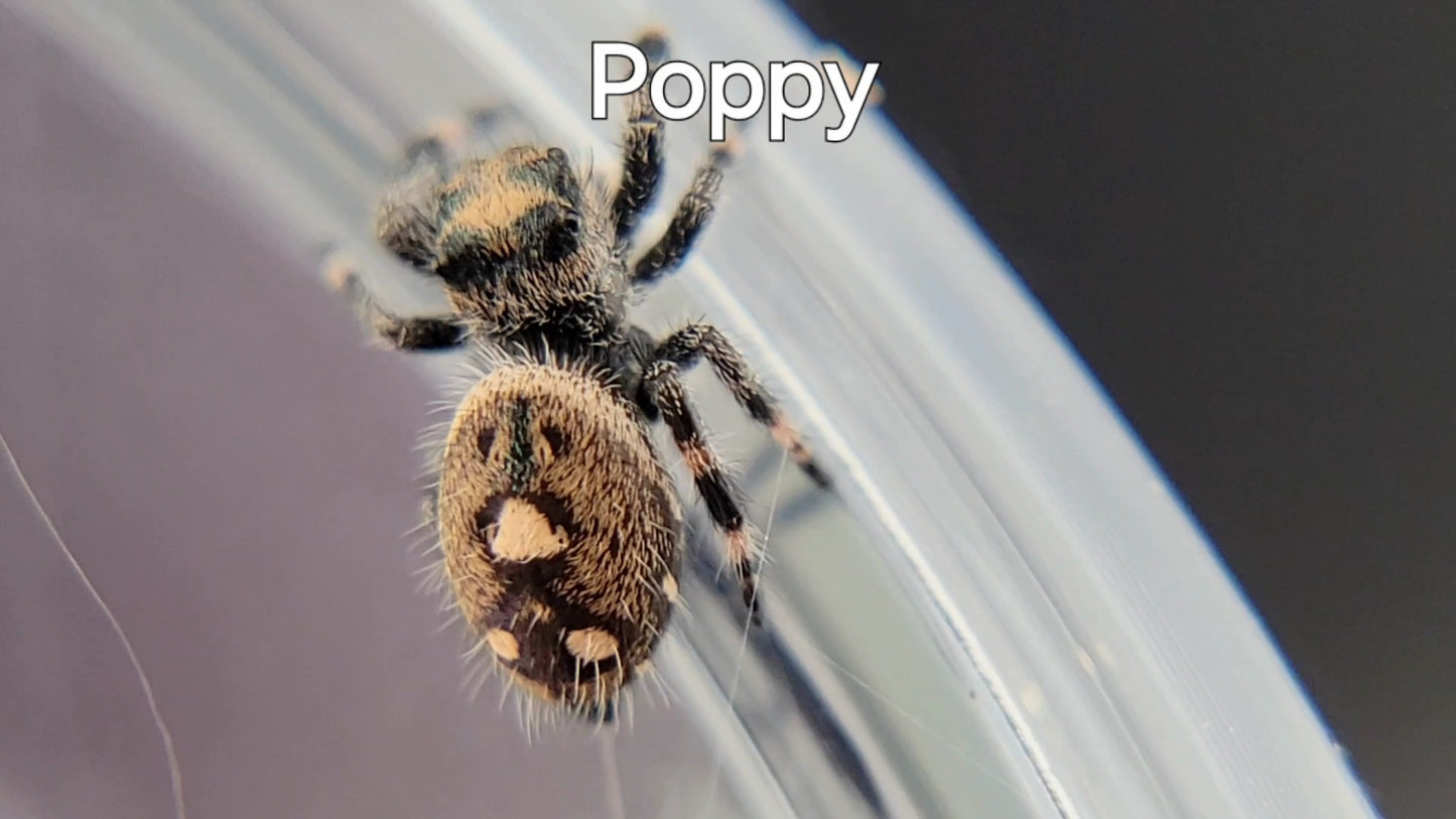 Poppy - Female Regal (Shipping Invoiced Separately)