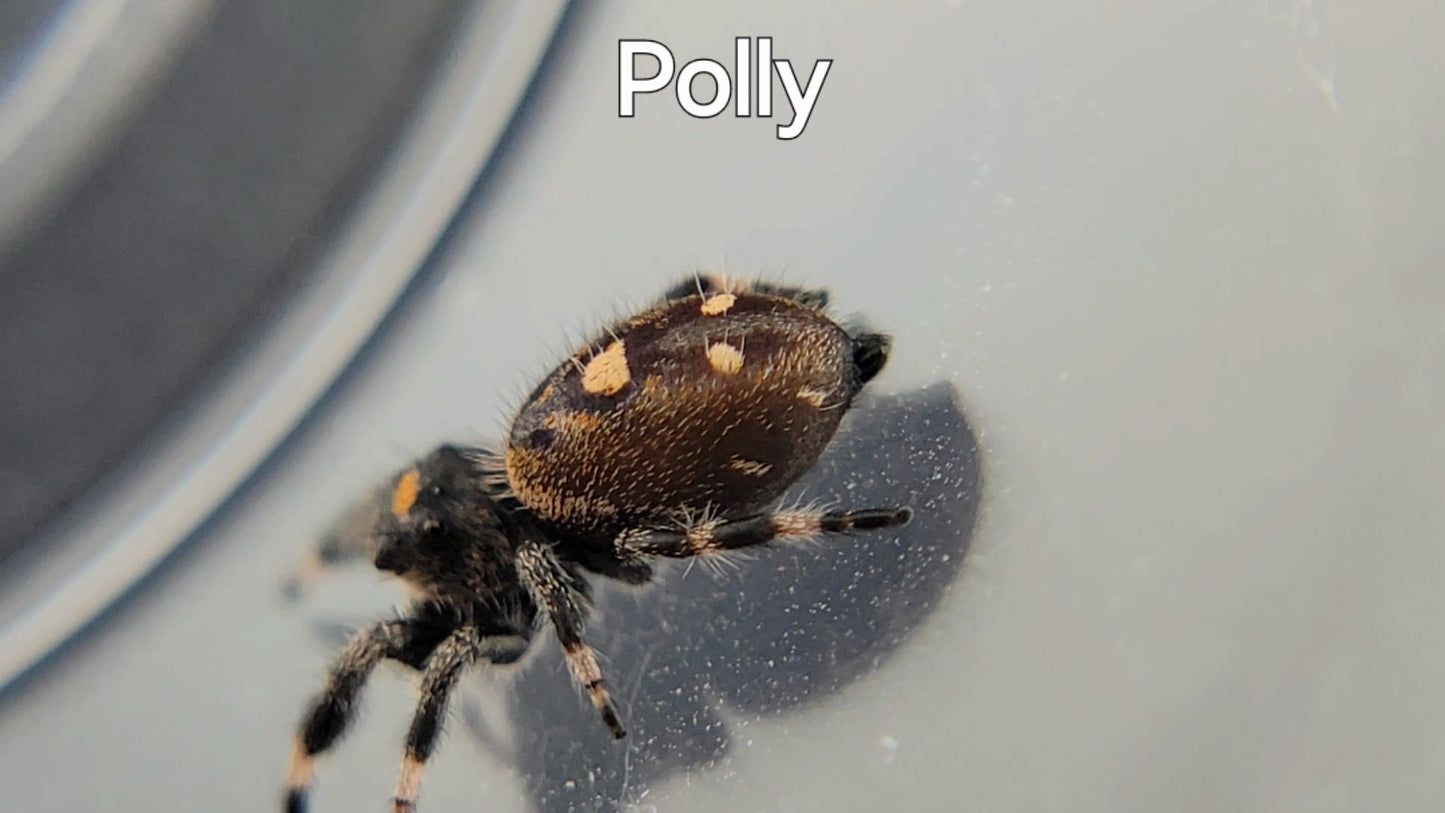 Polly - Female Regal (Shipping Invoiced Separately)