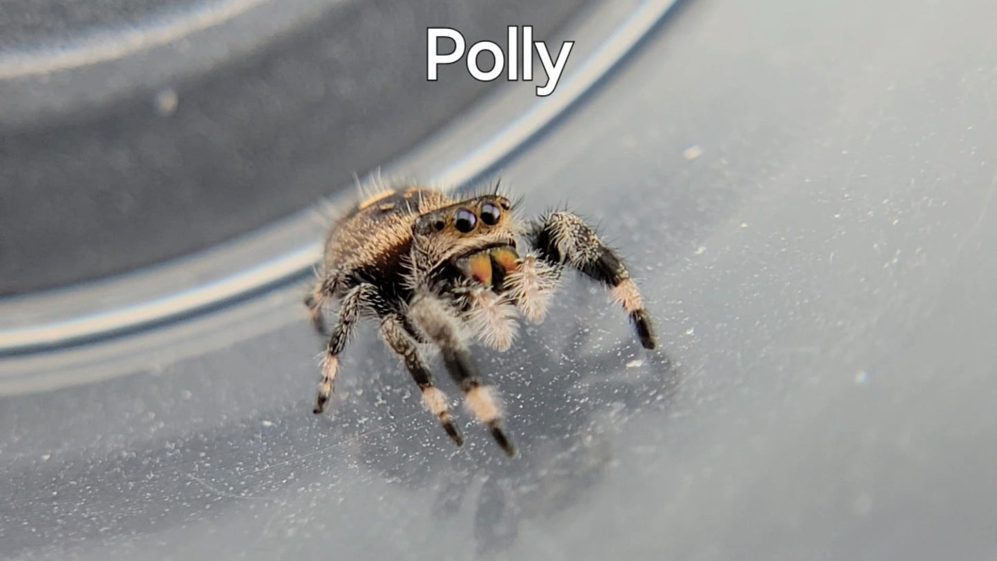 Polly - Female Regal (Shipping Invoiced Separately)