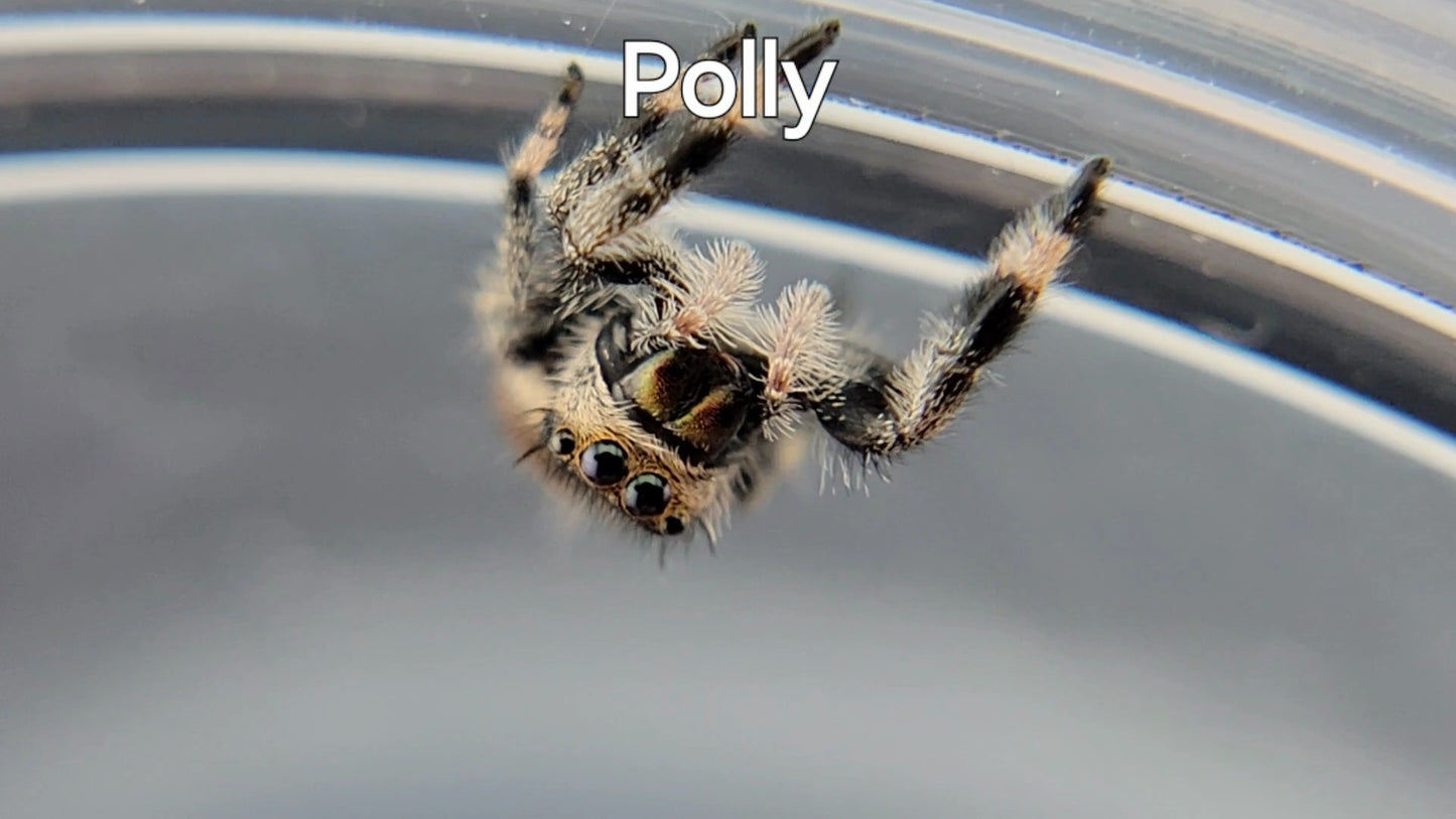 Polly - Female Regal (Shipping Invoiced Separately)