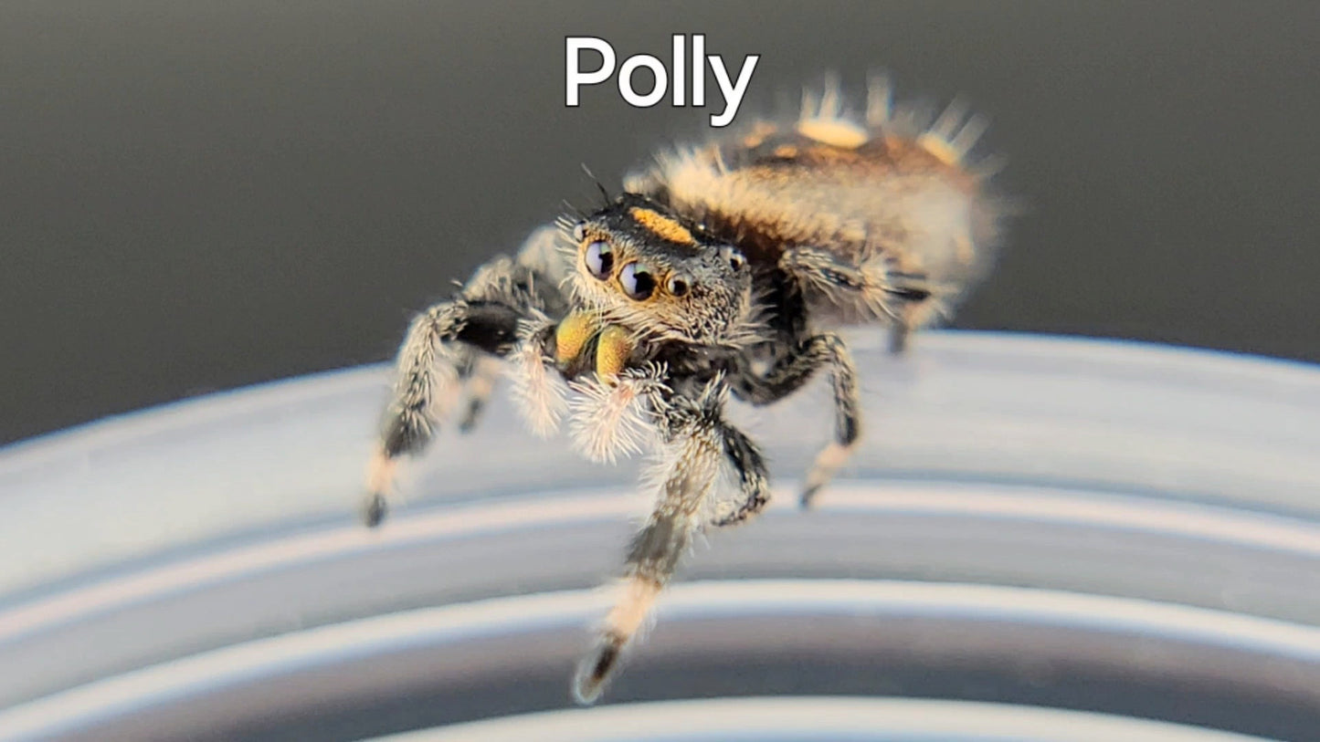 Polly - Female Regal (Shipping Invoiced Separately)