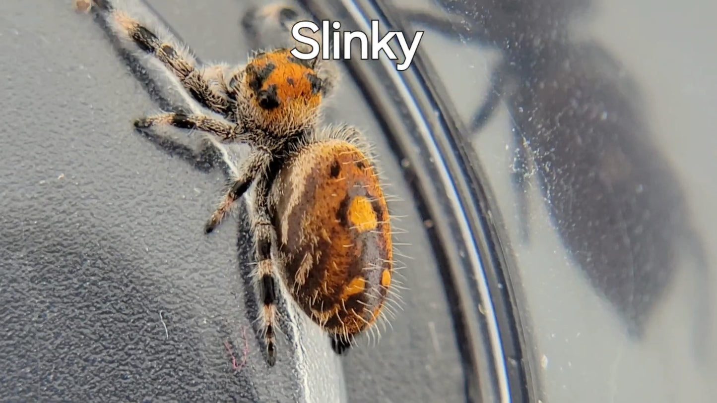 Slinky - Female Regal (Shipping Invoiced Separately)