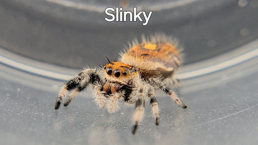 Slinky - Female Regal (Shipping Invoiced Separately)