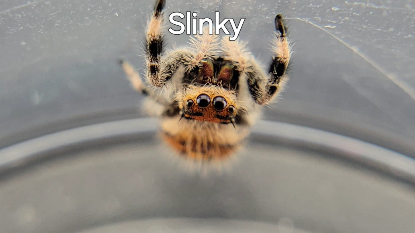 Slinky - Female Regal (Shipping Invoiced Separately)