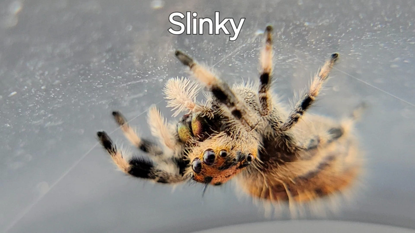 Slinky - Female Regal (Shipping Invoiced Separately)