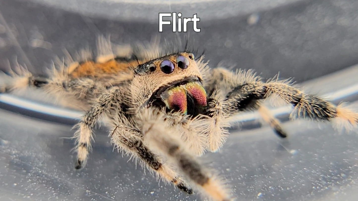 Flirt - Female Regal (Shipping Invoiced Separately)