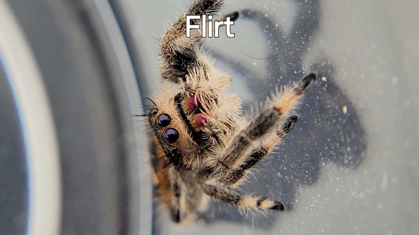 Flirt - Female Regal (Shipping Invoiced Separately)