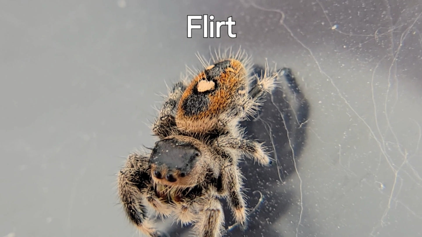 Flirt - Female Regal (Shipping Invoiced Separately)