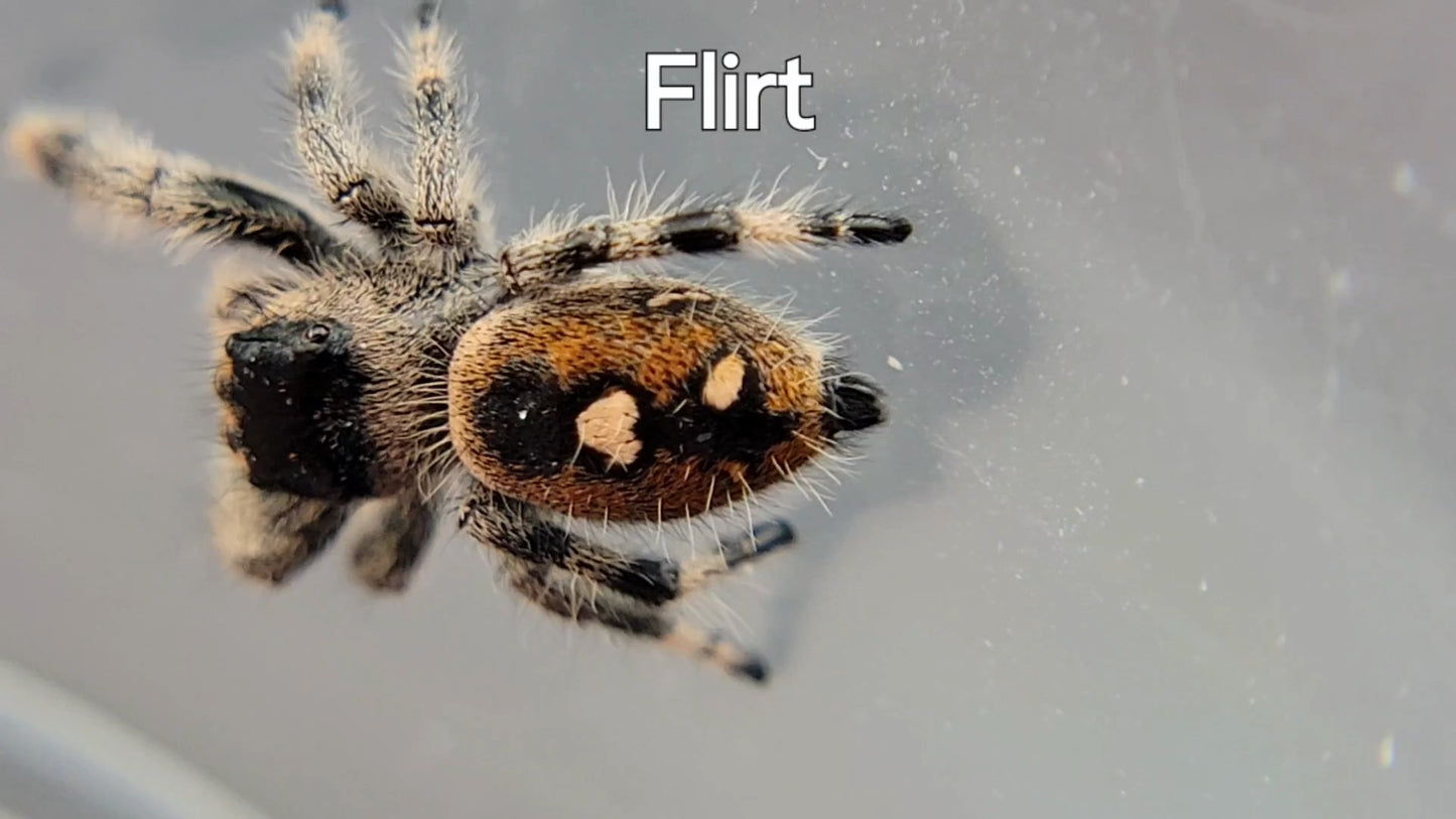 Flirt - Female Regal (Shipping Invoiced Separately)