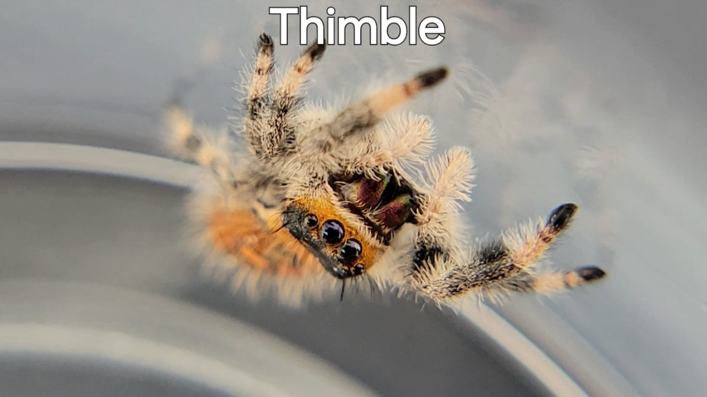 Thimble - Female Regal (Shipping Invoiced Separately)