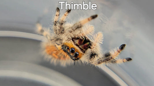 Thimble - Female Regal (Shipping Invoiced Separately)