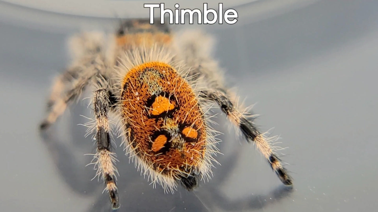 Thimble - Female Regal (Shipping Invoiced Separately)