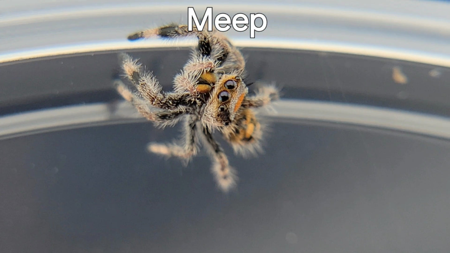 Meep - Female Regal (Shipping Invoiced Separately)