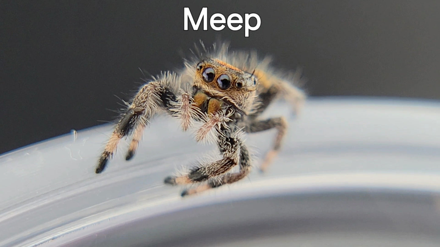 Meep - Female Regal (Shipping Invoiced Separately)