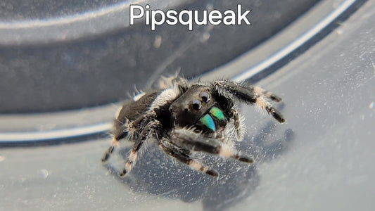 Pipsqueak - Male Regal (Shipping Invoiced Separately)