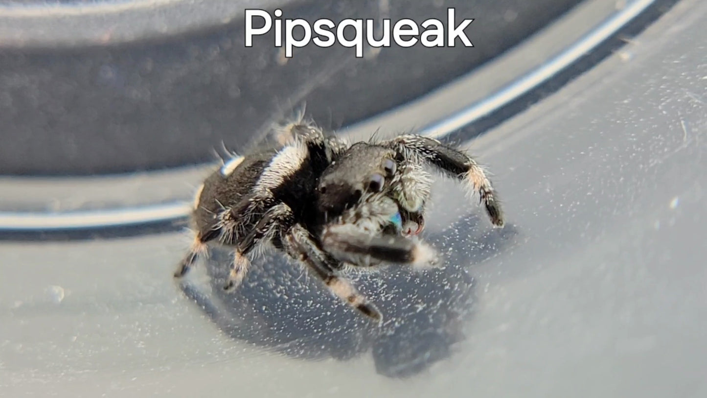 Pipsqueak - Male Regal (Shipping Invoiced Separately)