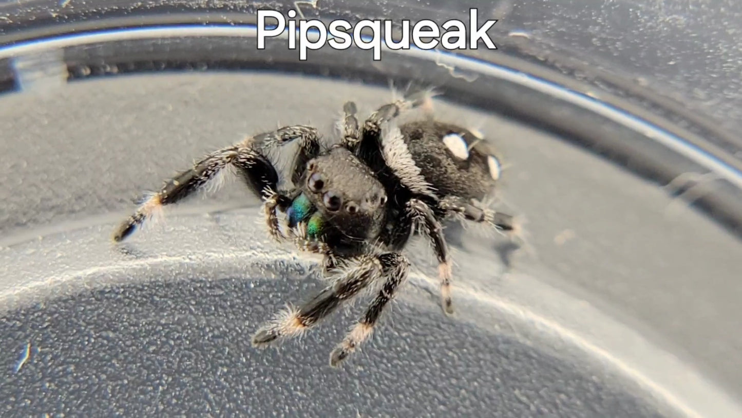 Pipsqueak - Male Regal (Shipping Invoiced Separately)