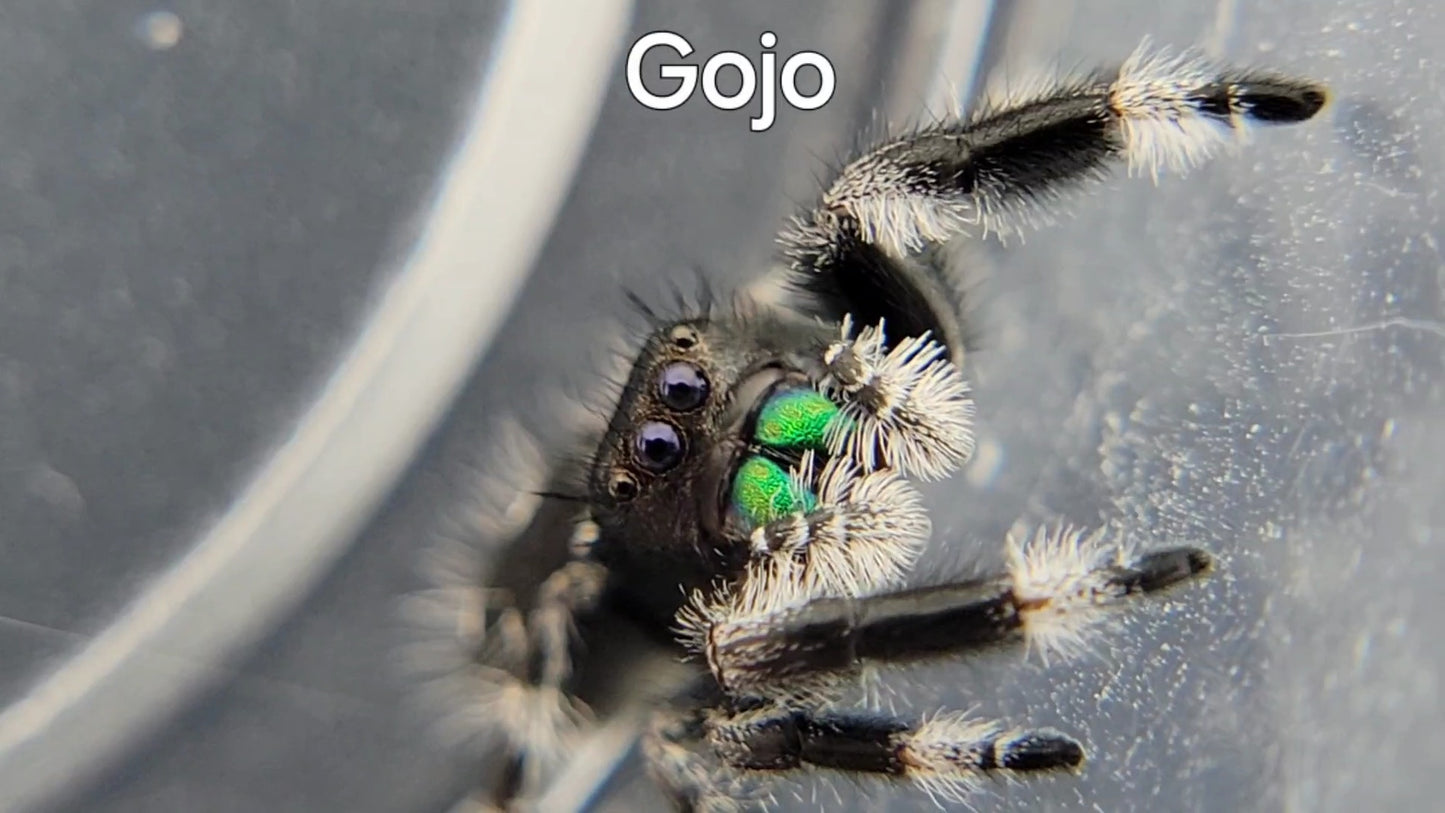 Gojo - Male Regal (Shipping Invoiced Separately)