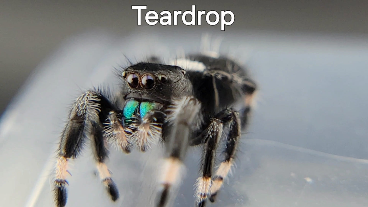 Teardrop - Male Regal (Shipping Invoiced Separately)