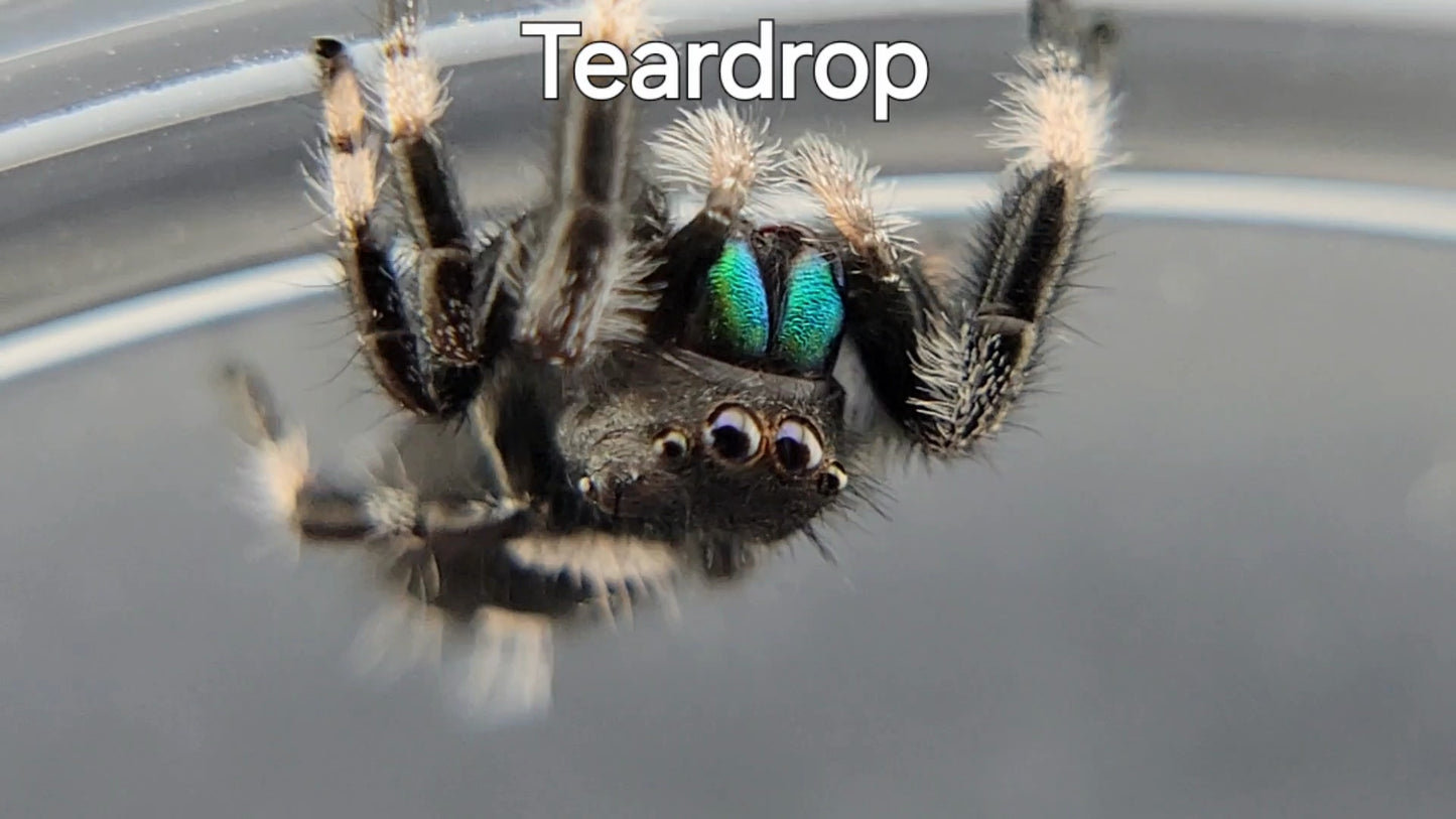 Teardrop - Male Regal (Shipping Invoiced Separately)